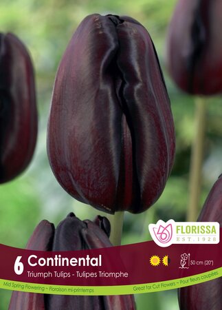 Tulip Continental