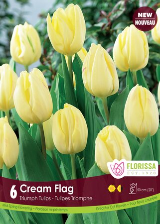 Tulip Cream Flag