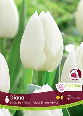 Tulip Diana