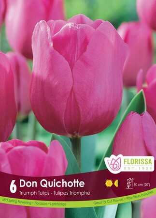 Tulip Don Quichotte