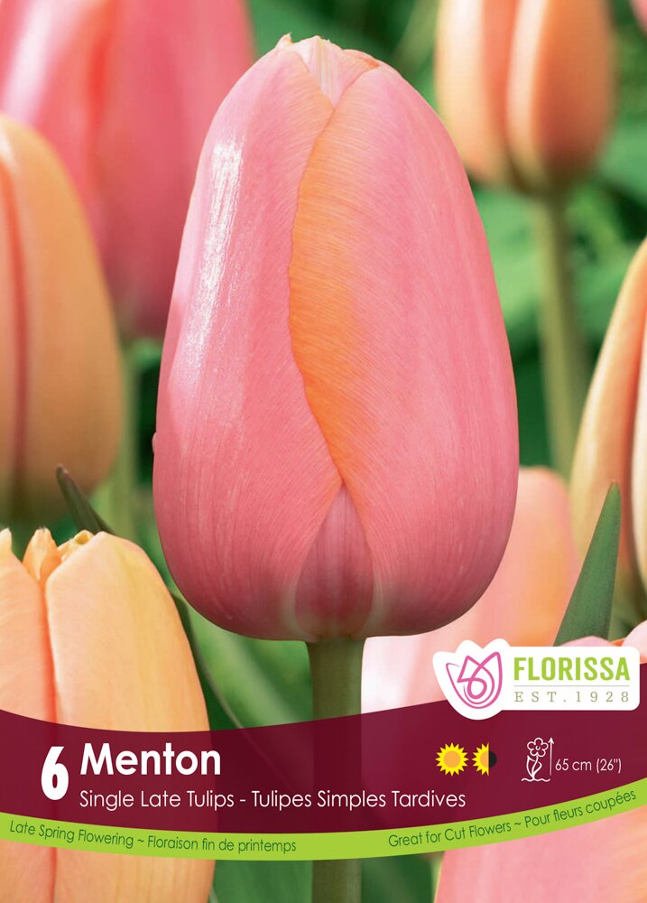 Tung lastbil tæppe Presenter Tulip Menton - Lacoste Garden Centre webshop | Winnipeg