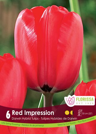 Tulip Red Impression