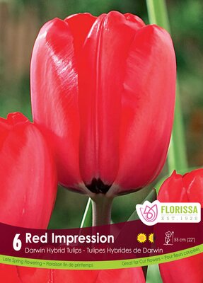 Tulip Red Impression