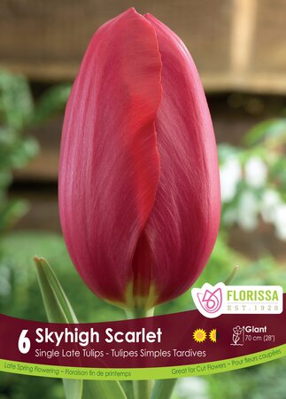 Tulip Skyhigh Scarlet
