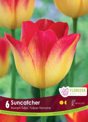 Tulip Suncatcher