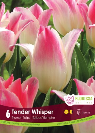 Tulip Tender Whisper
