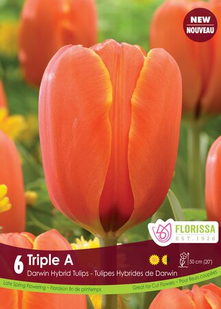 Tulip Triple A