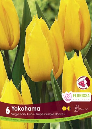 Tulip Yokohama