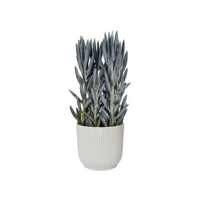 Vibes White Pot - image 4