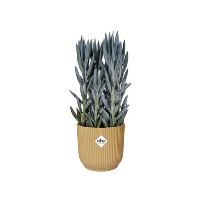 Vibes Yellow Pot - image 4