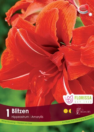 Amaryllis Blitzen
