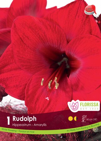 Amaryllis Bloom Rudolph