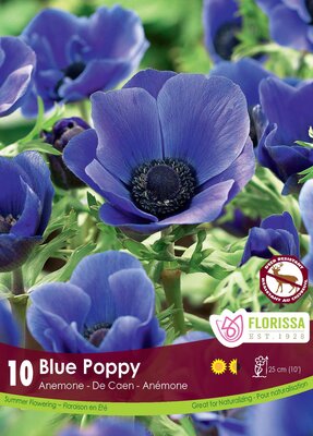 Anemone Blue Poppy