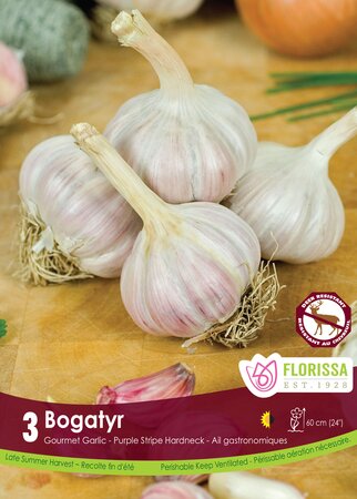 Garlic Bogatyr