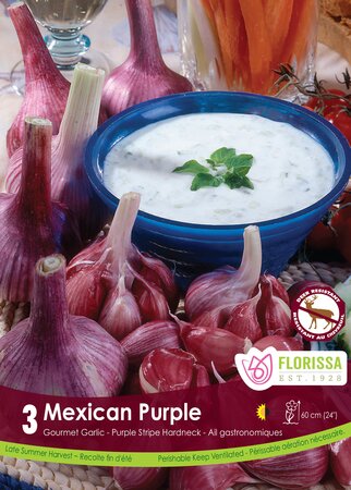 Garlic Nov Mexican Purple