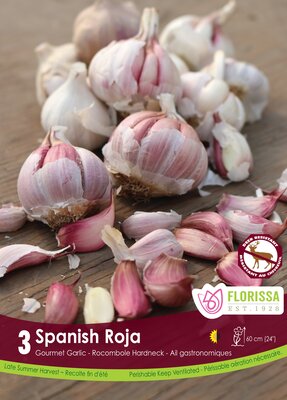 Garlic November Spanish Roja