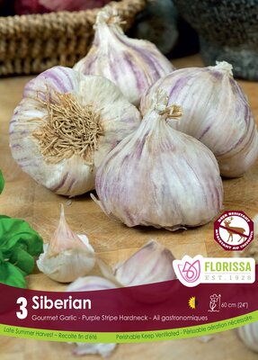 Garlic Siberian