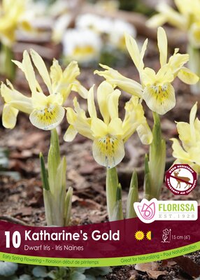 Iris Dwarf Katharine's Gold