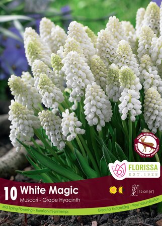 Muscari White Magic