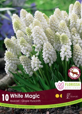 Muscari White Magic