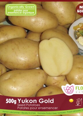 Potato Yukon Gold