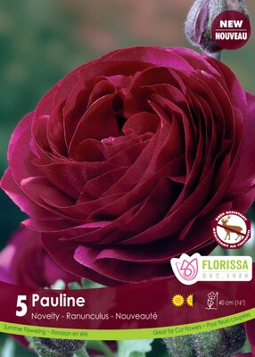 Ranunculus Amandine Pauline