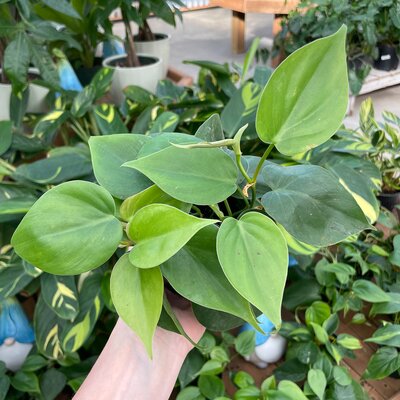 Philodendron Cordatum
