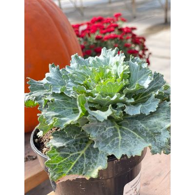 Kale/Cabbage