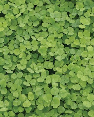 WCS Micro Clover 250 Grams