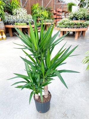 Yucca Cane 3-2-1