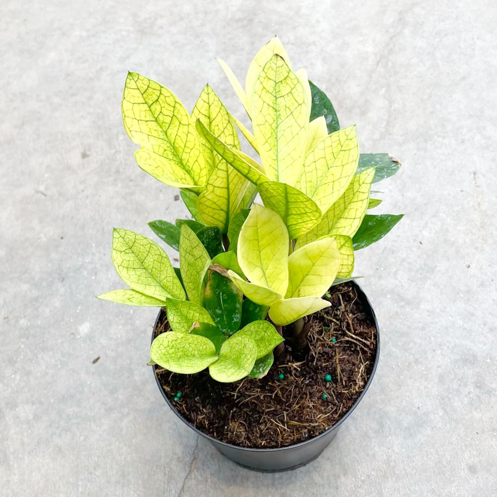 6" ZZ Chameleon - Lacoste Garden Centre webshop | Winnipeg
