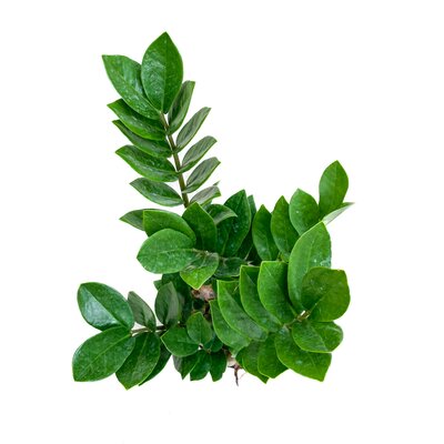 ZZ Plant