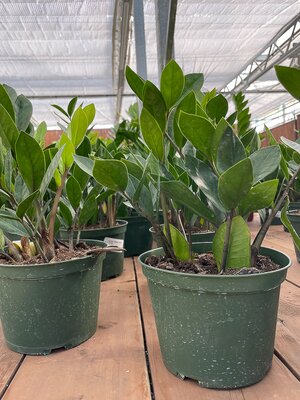 ZZ Plant